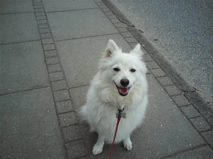 Japansk spids Dubi billede 8