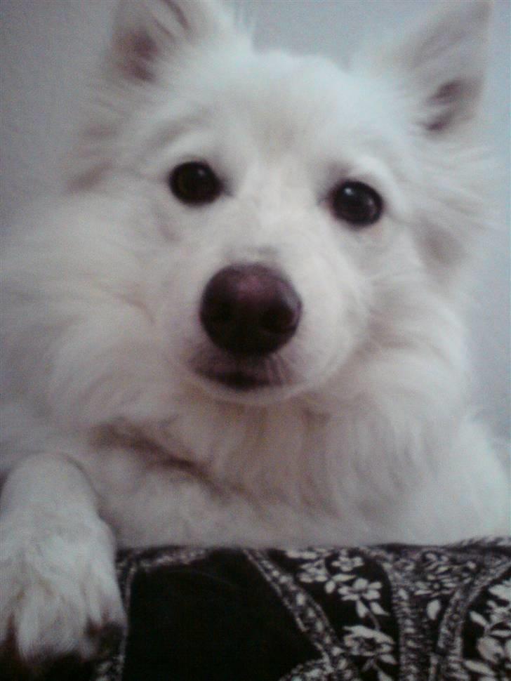 Japansk spids Dubi billede 9