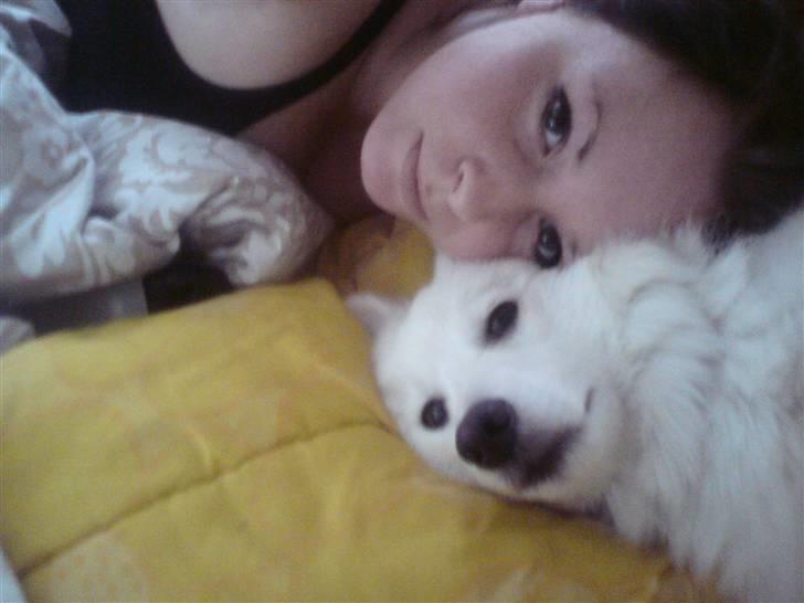 Japansk spids Dubi billede 10