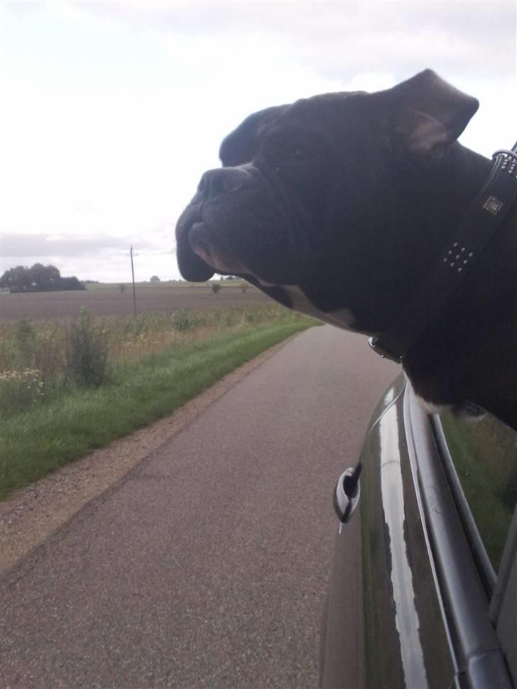 Olde victorian bulldogge Virup´s Gates (aka Bøf) - I feel a need... billede 18