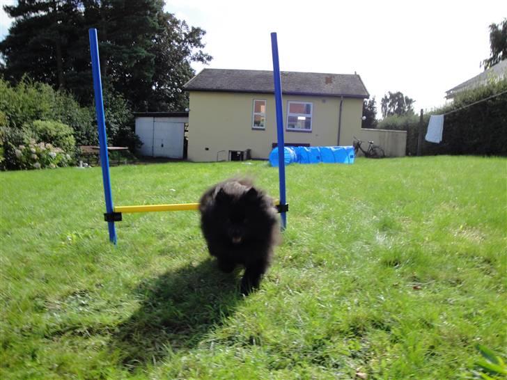 Kleinspitz Max - Max træner agility:) billede 19