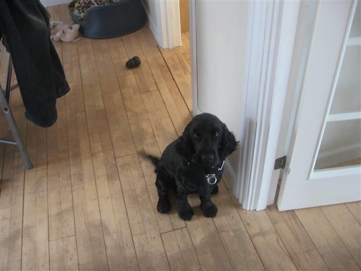 Cocker spaniel figo billede 7