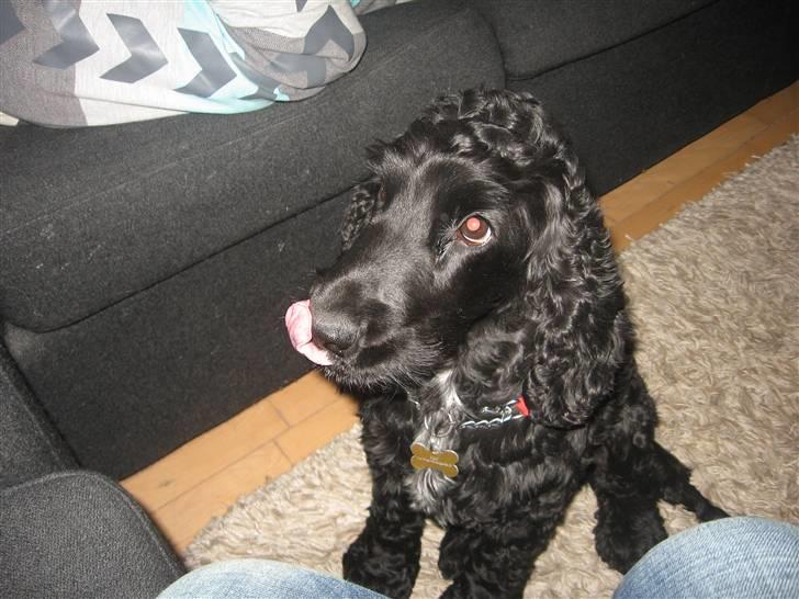 Cocker spaniel figo billede 8