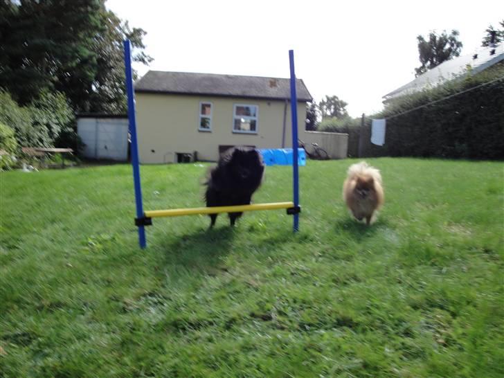 Kleinspitz Max billede 20