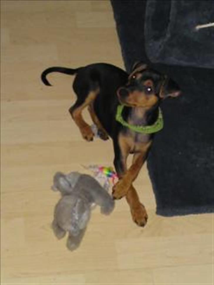 Dvaergpinscher Felix - hvad, siger du noget til mig?:) billede 1