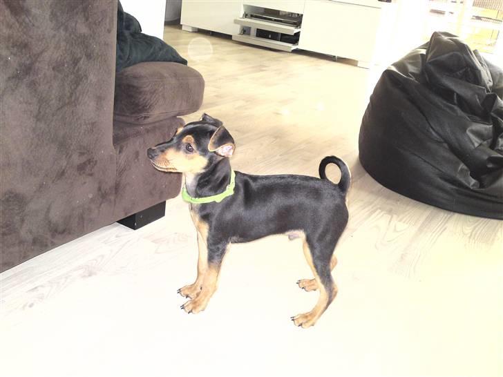 Dvaergpinscher Felix - første gang jeg så ham:) kunne da ikk stå for ham!! billede 2