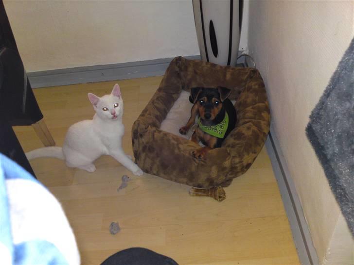 Dvaergpinscher Felix - snebold og felix billede 3