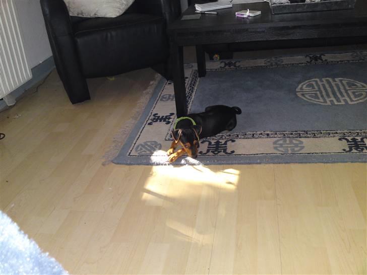 Dvaergpinscher Felix - det er altså lidt hård og være hund billede 4