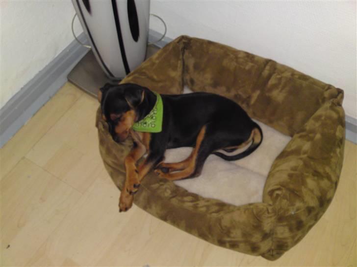 Dvaergpinscher Felix billede 5