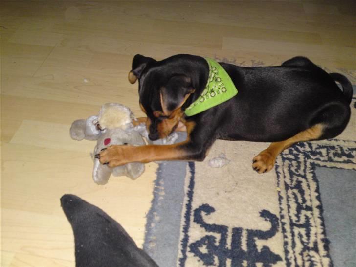 Dvaergpinscher Felix - den skal bare dø den bamse;) billede 6