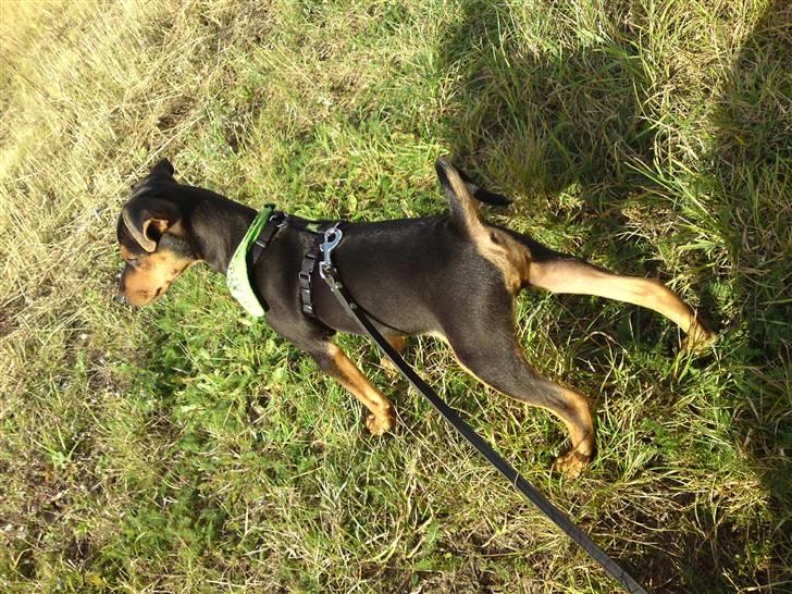 Dvaergpinscher Felix - ude og gå tur for første gang efter han kom:) billede 7