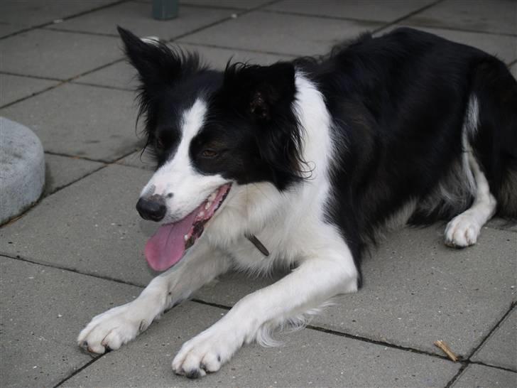 Border collie Luckey billede 7