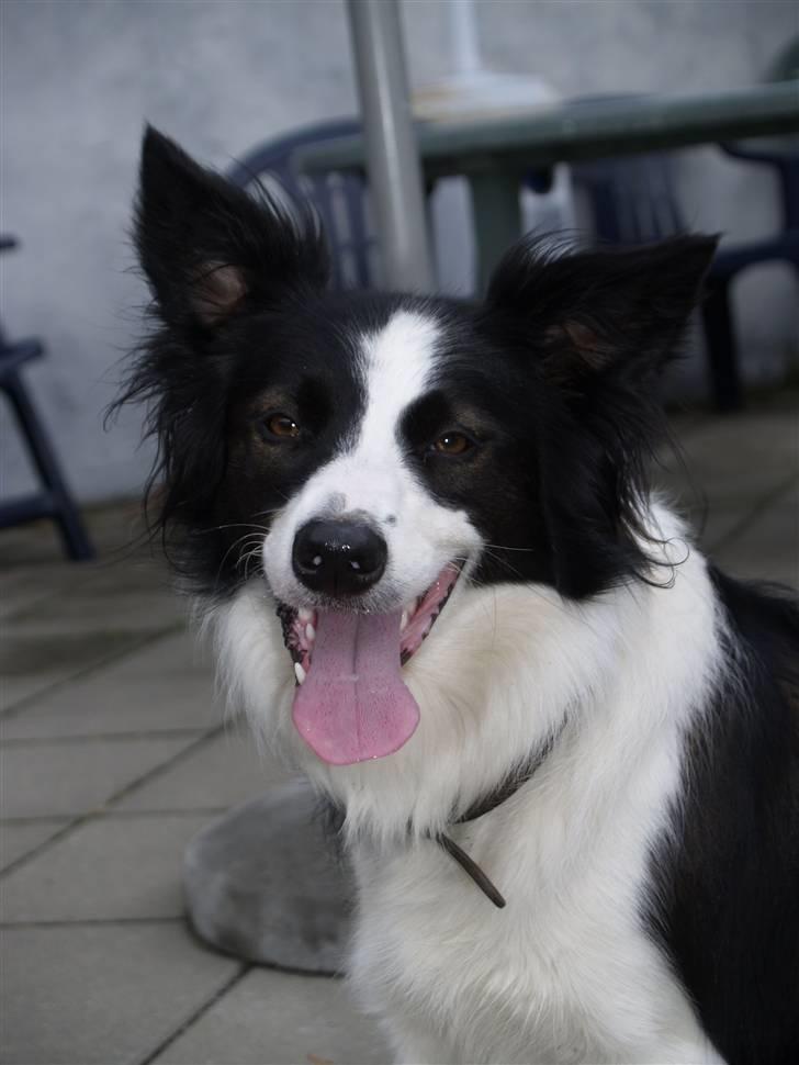 Border collie Luckey billede 8