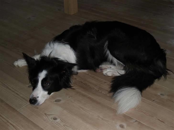 Border collie Luckey billede 9