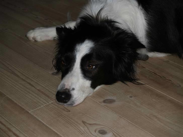 Border collie Luckey billede 10