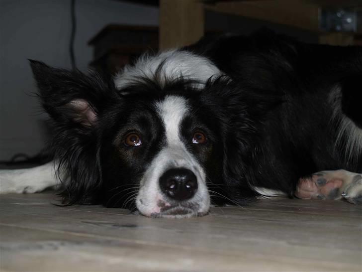 Border collie Luckey billede 11