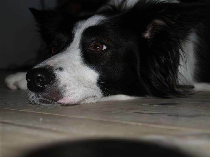 Border collie Luckey billede 12