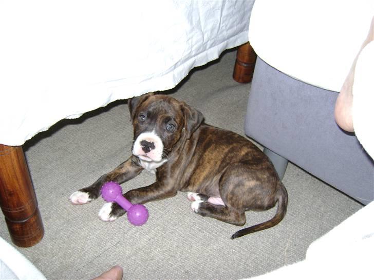 Amerikansk staffordshire terrier Balder - Første dag i mit nye hjem, med mit nye tyggeben, helt for mig selv :) billede 1