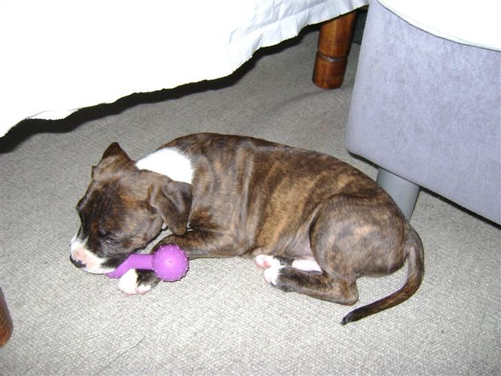 Amerikansk staffordshire terrier Balder - Det er et ret godt tyggeben ;P billede 2