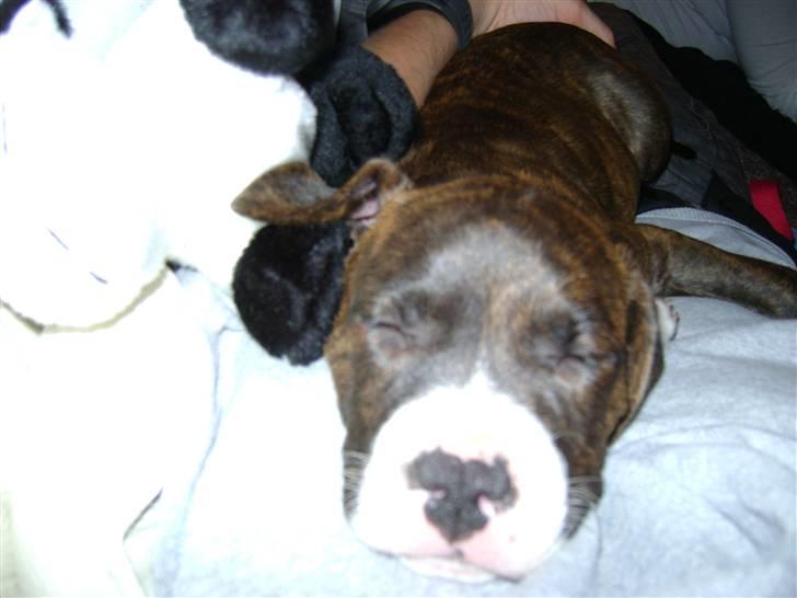 Amerikansk staffordshire terrier Balder - Jeg er hvalp, så SKAL man da sove hele tiden ;) billede 3