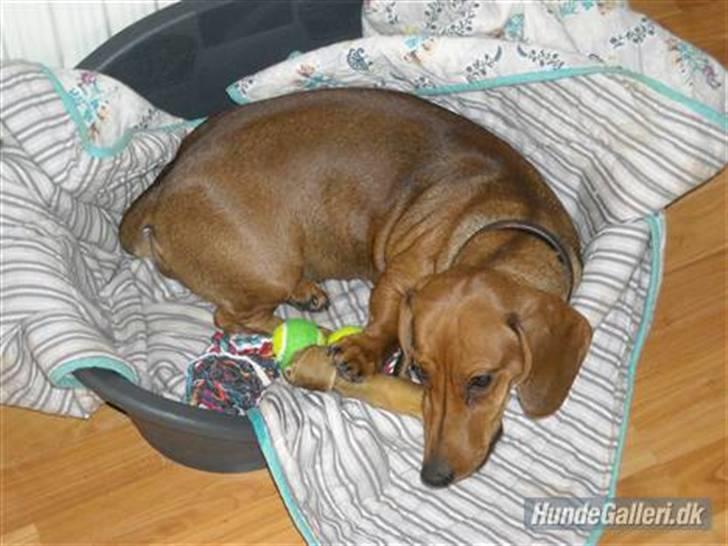 Gravhund Josefine DØD billede 19