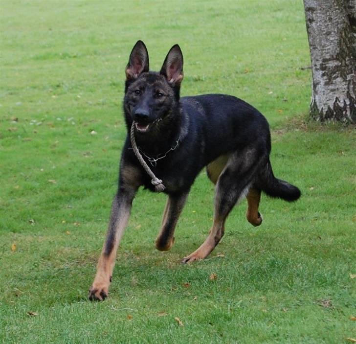 Schæferhund Hesselballe Olfert billede 15