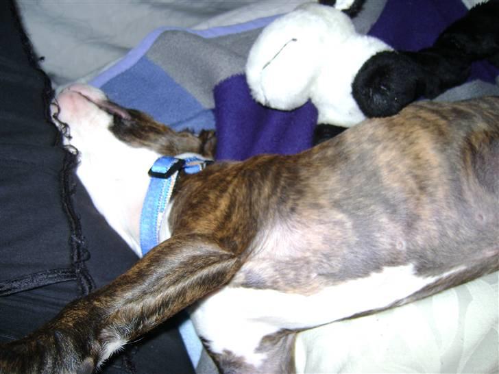 Amerikansk staffordshire terrier Balder - Bare jeg kan være tæt på mor, så kan jeg sove på de mærkeligste måder :) billede 4