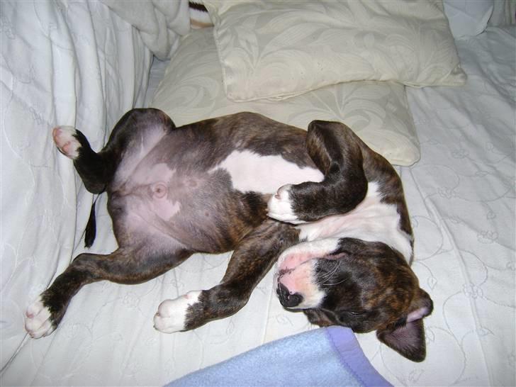 Amerikansk staffordshire terrier Balder - Det var det der med at sove mærkeligt, he he billede 5