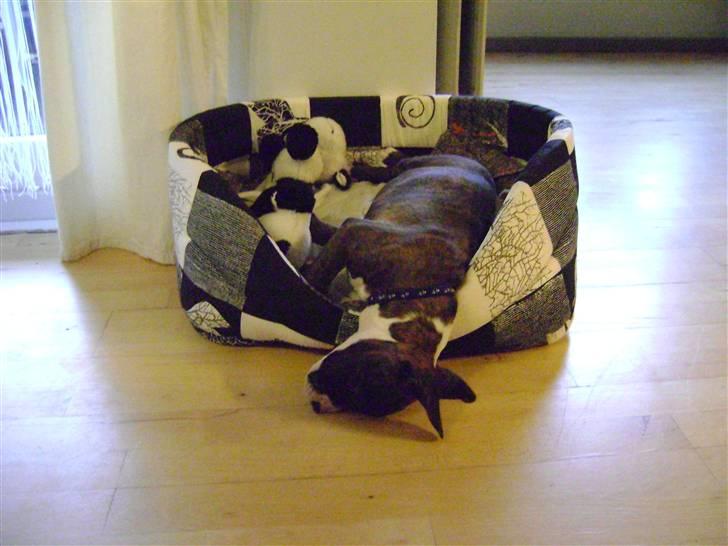 Amerikansk staffordshire terrier Balder - Mærkeligt, simpelthen mærkeligt.. Han må være hypermobil ligesom sin mor.. billede 6