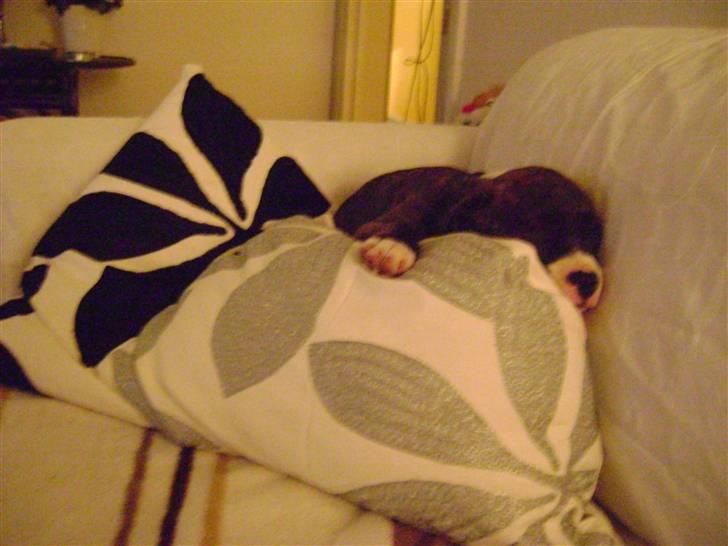 Amerikansk staffordshire terrier Balder - Uhmmmmm, puder :D billede 7