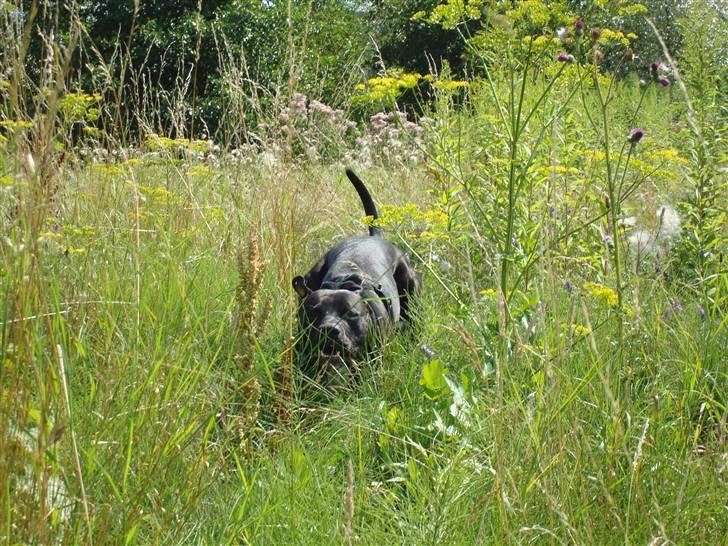 Amerikansk staffordshire terrier Cato billede 8