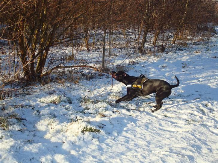 Amerikansk staffordshire terrier Cato billede 9