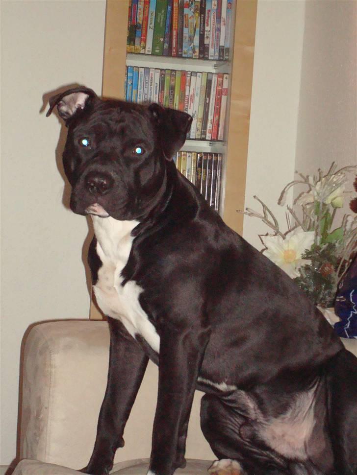 Amerikansk staffordshire terrier Cato billede 10