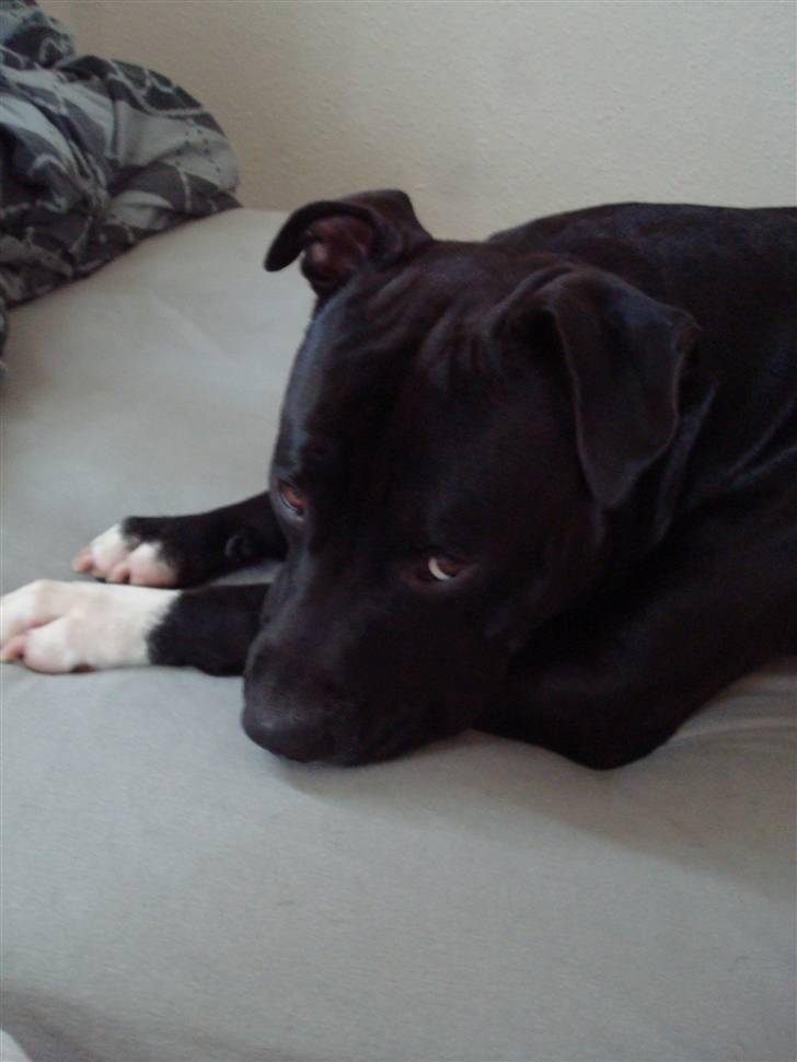 Amerikansk staffordshire terrier Cato billede 11