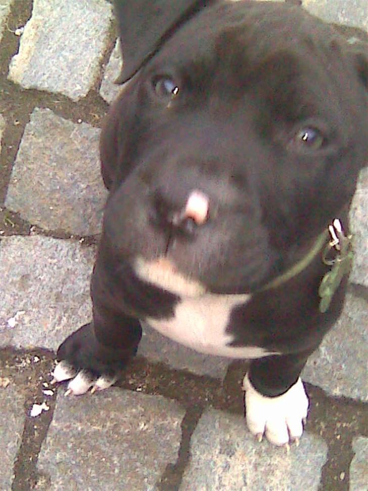 Amerikansk staffordshire terrier Cato billede 12