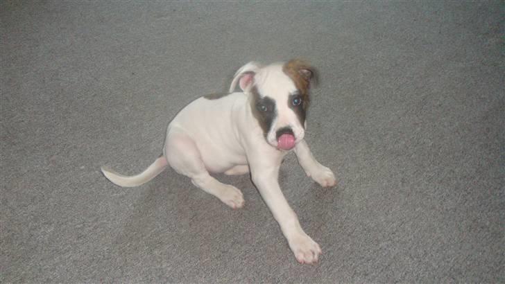 Amerikansk bulldog Freja billede 2