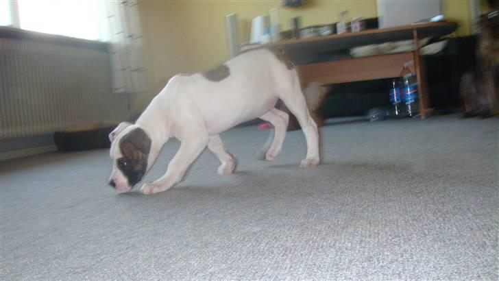 Amerikansk bulldog Freja billede 3