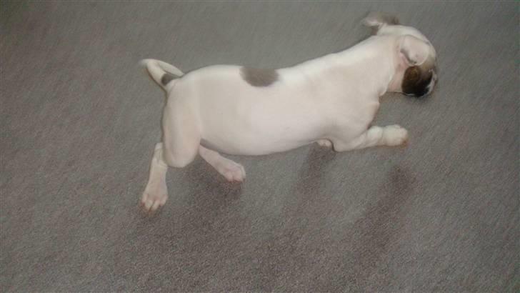 Amerikansk bulldog Freja billede 4