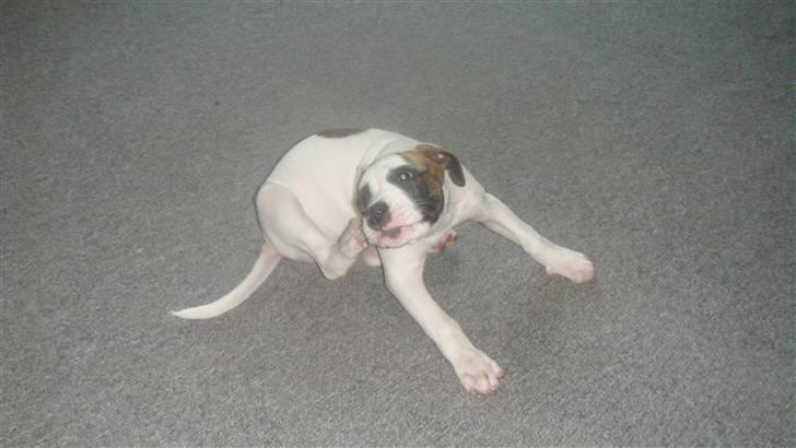 Amerikansk bulldog Freja billede 5