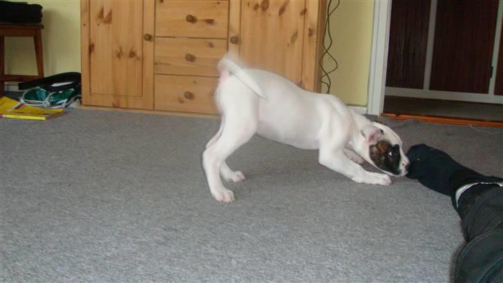 Amerikansk bulldog Freja billede 6