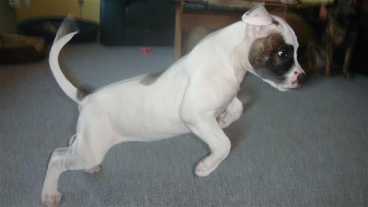 Amerikansk bulldog Freja billede 7