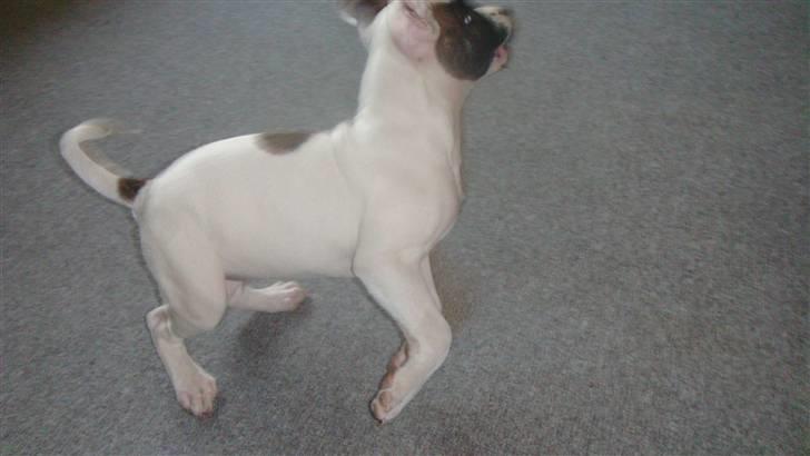 Amerikansk bulldog Freja billede 8