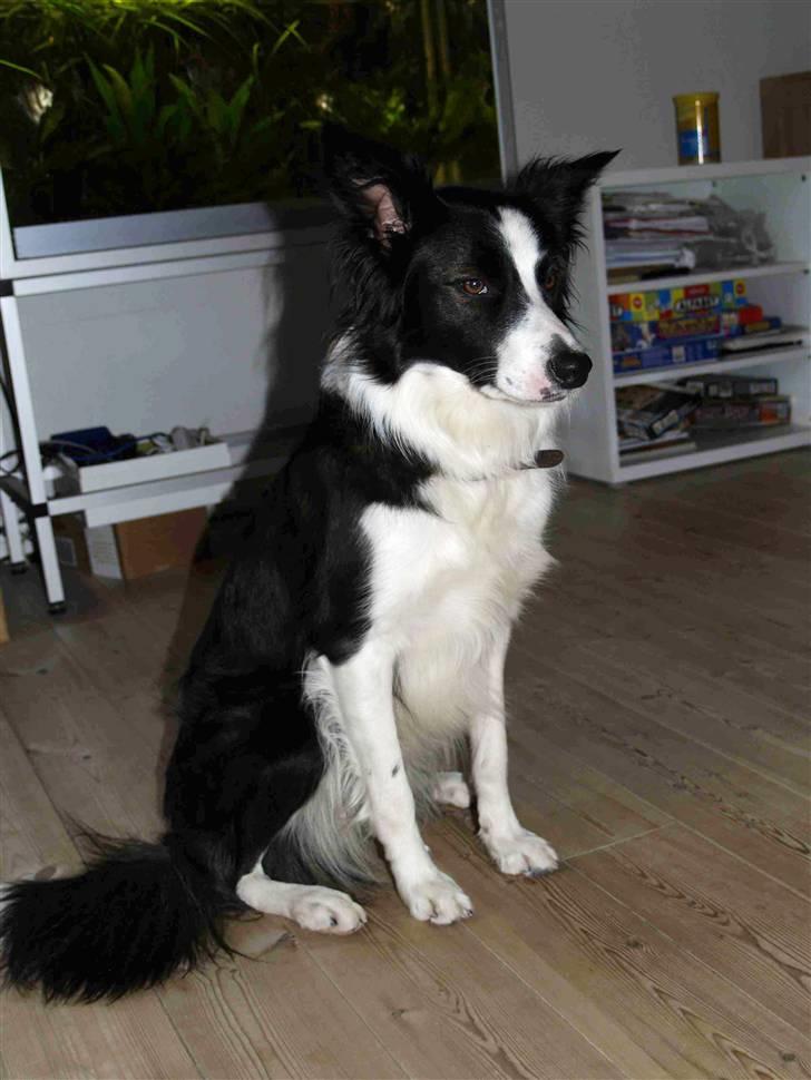 Border collie Luckey billede 13