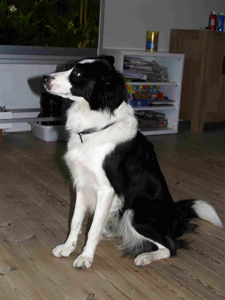 Border collie Luckey billede 14