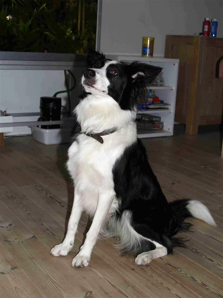 Border collie Luckey billede 15