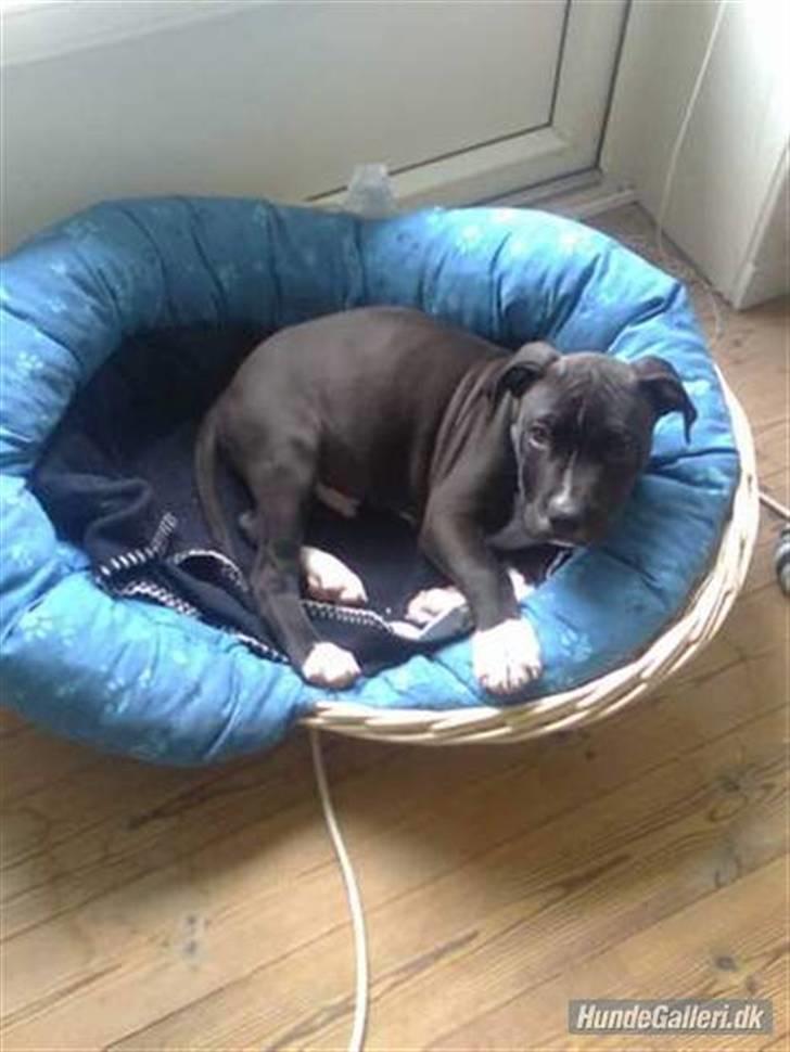 Amerikansk staffordshire terrier Chicco billede 14