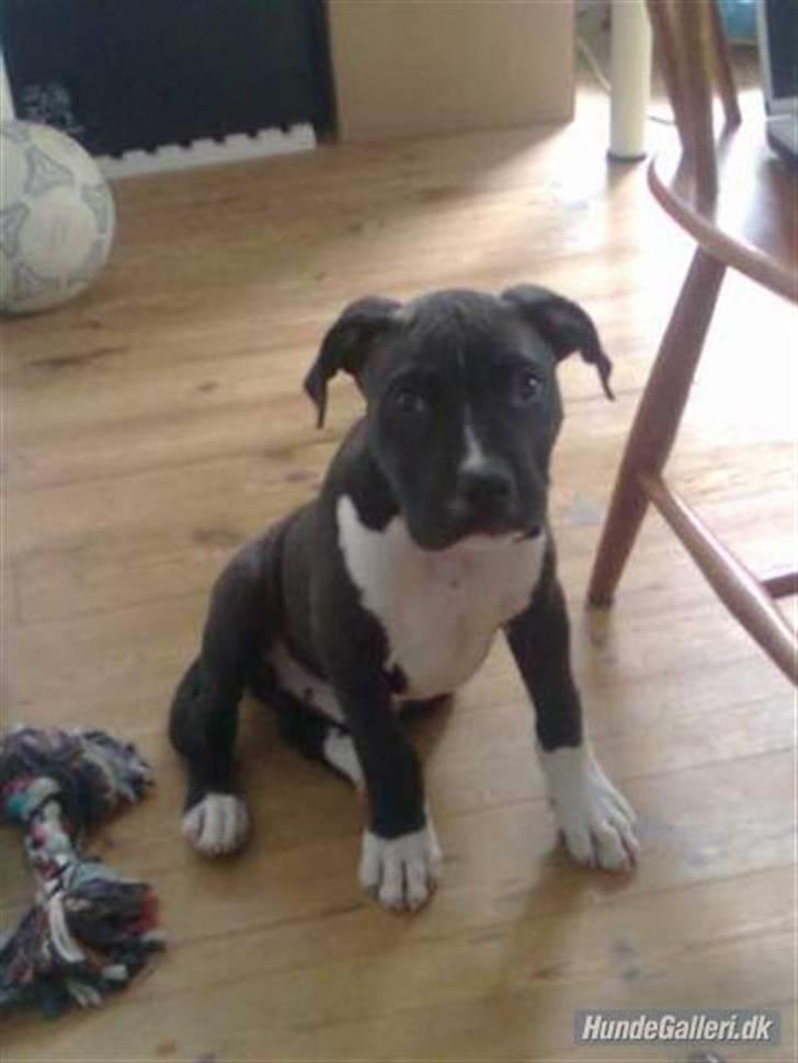 Amerikansk staffordshire terrier Chicco billede 15