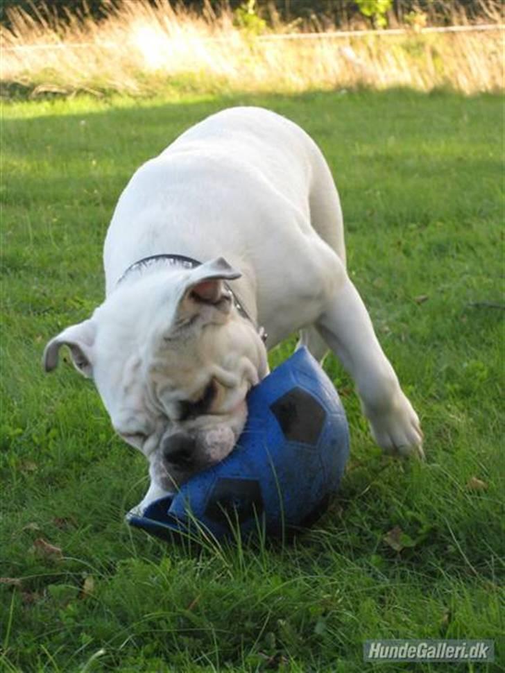 Engelsk bulldog Molly *givet væk* billede 1