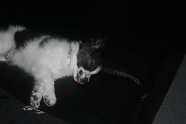 Papillon Zulu - Flad ud for en femmer :o) billede 7