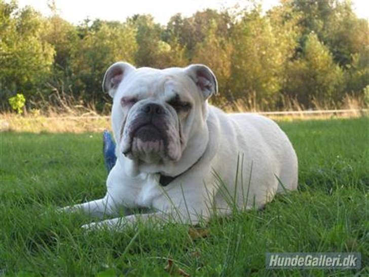 Engelsk bulldog Molly *givet væk* billede 2